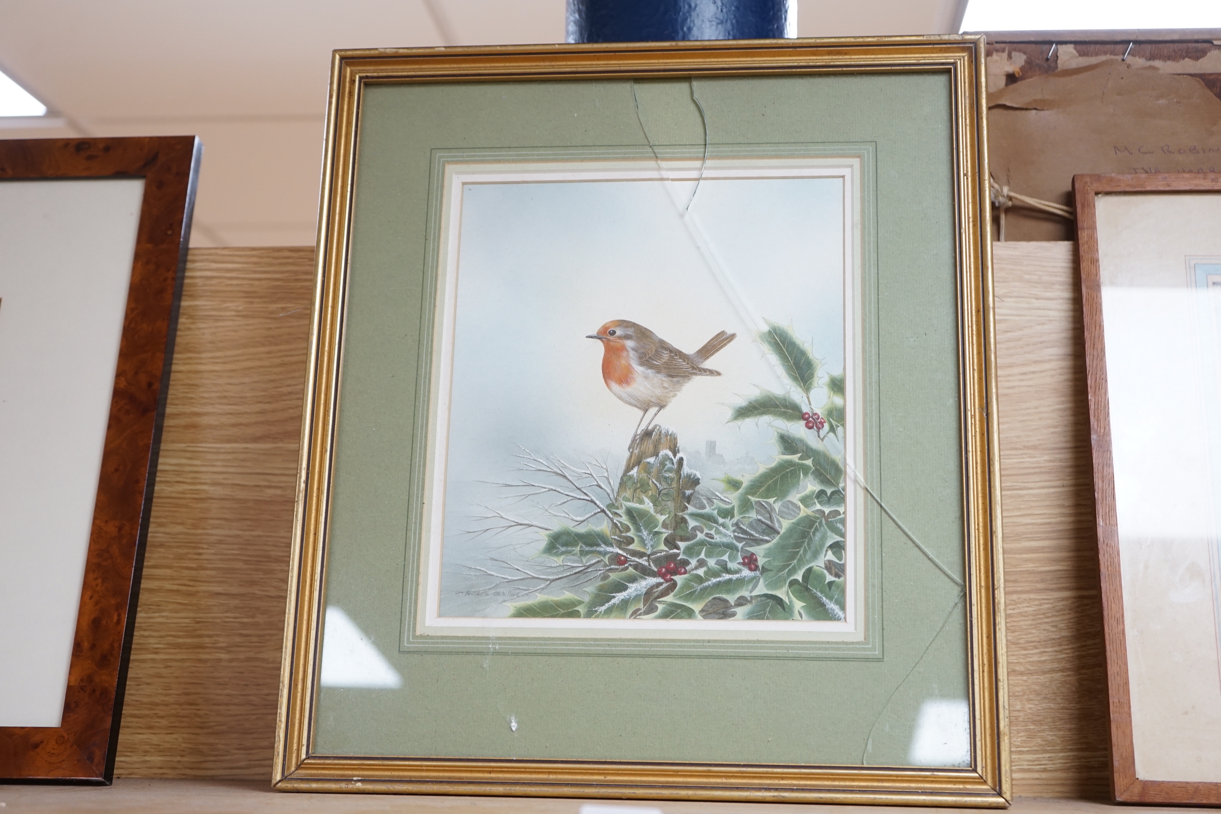Andrew Osborne (b.1968), watercolour, Robin on a holly branch, signed, 26 x 22cm